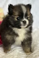 Emilia, a female Pomeranian for sale in Rock Stream, NY – Photo 2 of 10