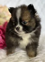 Emilia, a female Pomeranian for sale in Rock Stream, NY – Photo 5 of 10