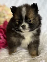 Emilia, a female Pomeranian for sale in Rock Stream, NY – Photo 1 of 10