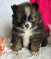 Emilia, a female Pomeranian for sale in Rock Stream, NY – Photo 3 of 10