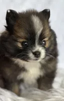 Emilia, a female Pomeranian for sale in Rock Stream, NY – Photo 4 of 10