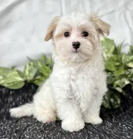 Colton , a male Maltese for sale in Rock Stream, NY – Photo 6 of 10