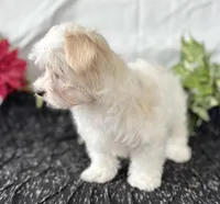 Colton , a male Maltese for sale in Rock Stream, NY – Photo 9 of 10