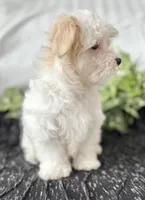 Colton , a male Maltese for sale in Rock Stream, NY – Photo 3 of 10