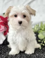 Colton , a male Maltese for sale in Rock Stream, NY – Photo 8 of 10
