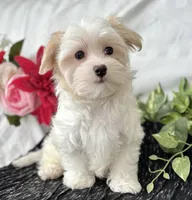 Colton , a male Maltese for sale in Rock Stream, NY – Photo 7 of 10