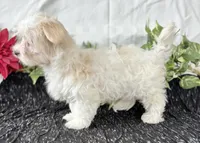 Colton , a male Maltese for sale in Rock Stream, NY – Photo 4 of 10