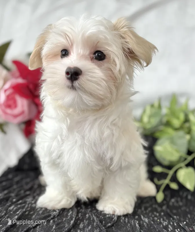 Colton  – Maltese puppy for sale in Rock Stream, NY
