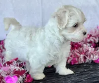 Cara, a female Maltese for sale in Rock Stream, NY – Photo 6 of 10