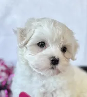 Cara, a female Maltese for sale in Rock Stream, NY – Photo 4 of 10
