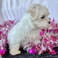 Cara, a female Maltese for sale in Rock Stream, NY – Photo 10 of 10
