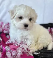 Cara, a female Maltese for sale in Rock Stream, NY – Photo 7 of 10
