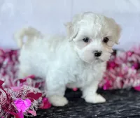 Cara, a female Maltese for sale in Rock Stream, NY – Photo 9 of 10