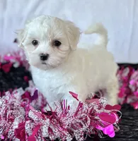 Cara, a female Maltese for sale in Rock Stream, NY – Photo 8 of 10