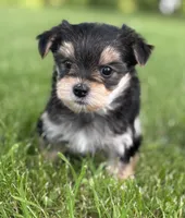 Baby Doll , a female Morkie for sale in Rock Stream, NY – 9 of 10