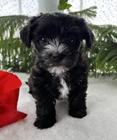 J.R., a male Morkie for sale in Rock Stream, NY – Photo 6 of 10