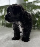 J.R., a male Morkie for sale in Rock Stream, NY – Photo 9 of 10