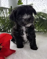 J.R., a male Morkie for sale in Rock Stream, NY – Photo 10 of 10