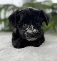 J.R., a male Morkie for sale in Rock Stream, NY – Photo 2 of 10