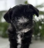 J.R., a male Morkie for sale in Rock Stream, NY – Photo 5 of 10