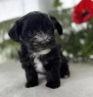 J.R., a male Morkie for sale in Rock Stream, NY – Photo 3 of 10