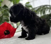 J.R., a male Morkie for sale in Rock Stream, NY – Photo 8 of 10