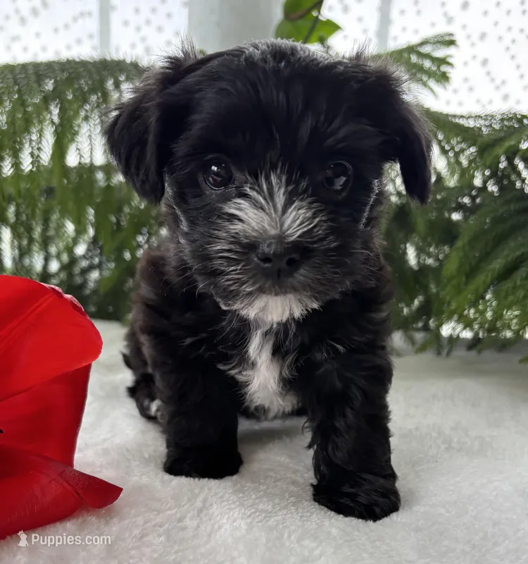J.R. – Morkie puppy for sale in Rock Stream, NY