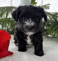 J.R., a male Morkie for sale in Rock Stream, NY – Photo 1 of 10