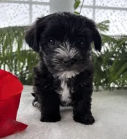 J.R., a male Morkie for sale in Rock Stream, NY – Photo 4 of 10