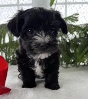 J.R., a male Morkie for sale in Rock Stream, NY – Photo 7 of 10