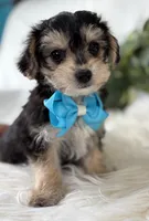 Preston, a male Morkie for sale in Rock Stream, NY – Photo 10 of 10