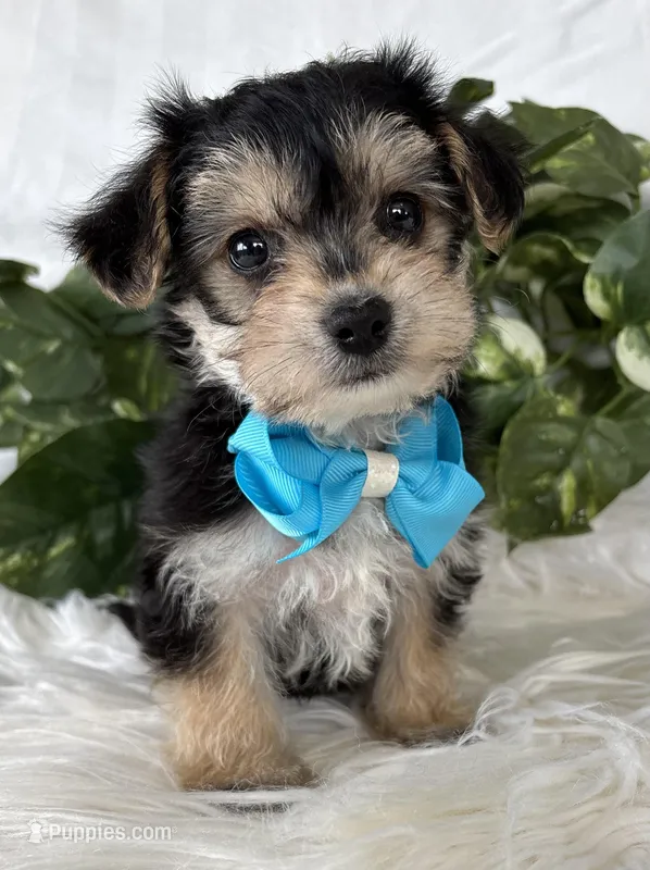 Preston, a male Morkie for sale in Rock Stream, NY – Photo 1 of 10