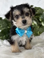 Preston, a male Morkie for sale in Rock Stream, NY – Photo 1 of 10