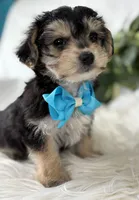 Preston, a male Morkie for sale in Rock Stream, NY – Photo 8 of 10