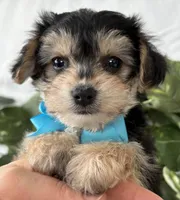 Preston, a male Morkie for sale in Rock Stream, NY – Photo 6 of 10