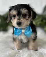 Preston, a male Morkie for sale in Rock Stream, NY – Photo 9 of 10