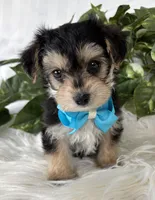 Preston, a male Morkie for sale in Rock Stream, NY – Photo 4 of 10