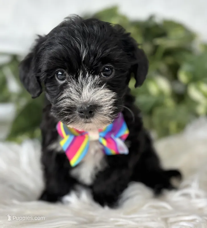 Patrick, a male Morkie for sale in Rock Stream, NY – Photo 1 of 10