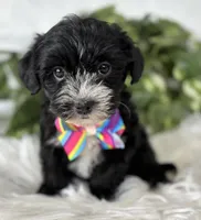 Patrick, a male Morkie for sale in Rock Stream, NY – Photo 1 of 10