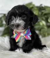 Patrick, a male Morkie for sale in Rock Stream, NY – Photo 4 of 10