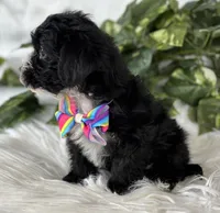 Patrick, a male Morkie for sale in Rock Stream, NY – Photo 7 of 10