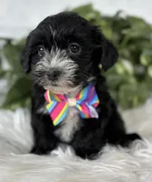 Patrick, a male Morkie for sale in Rock Stream, NY – Photo 9 of 10