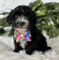 Patrick, a male Morkie for sale in Rock Stream, NY – Photo 8 of 10