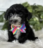Patrick, a male Morkie for sale in Rock Stream, NY – Photo 6 of 10