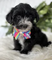 Patrick, a male Morkie for sale in Rock Stream, NY – Photo 2 of 10