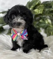 Patrick, a male Morkie for sale in Rock Stream, NY – Photo 3 of 10