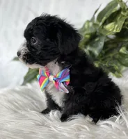 Patrick, a male Morkie for sale in Rock Stream, NY – Photo 10 of 10