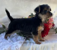 MR Pepsi, a male Yorkshire Terrier for sale in Rock Stream, NY – 10 of 10
