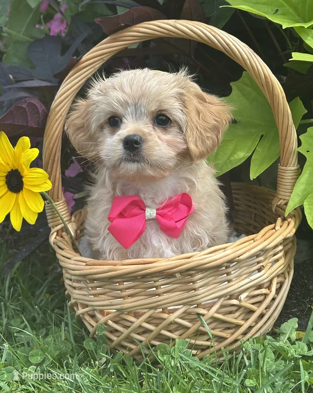 Kandy – Cavalier King Charles Spaniel, Maltese puppy for sale in Rock Stream, NY