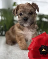 J.Jay, a male Morkie for sale in Rock Stream, NY – Photo 8 of 10